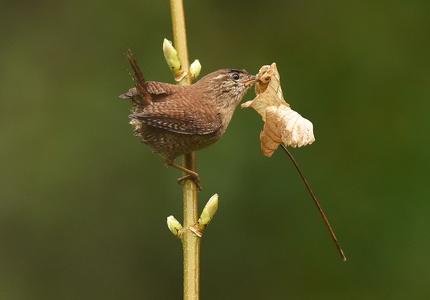 Gærdesmutte (Troglodytes troglodytes)