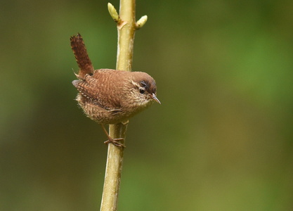 Gærdesmutte (Troglodytes troglodytes)