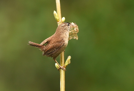 Gærdesmutte (Troglodytes troglodytes)