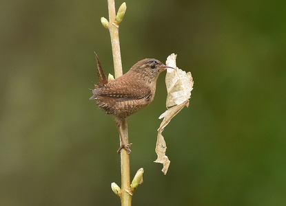 Gærdesmutte (Troglodytes troglodytes)