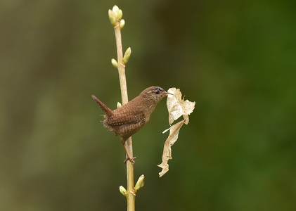 Gærdesmutte (Troglodytes troglodytes)