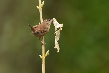 Gærdesmutte (Troglodytes troglodytes)