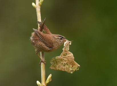 Gærdesmutte (Troglodytes troglodytes)