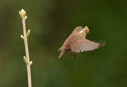 Gærdesmutte (Troglodytes troglodytes)