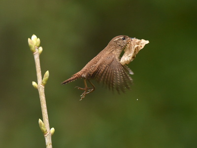 Gærdesmutte (Troglodytes troglodytes)