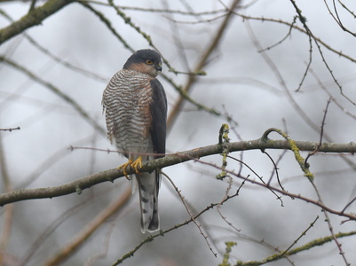 Spurvehøg (Accipiter nisus)