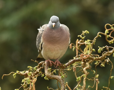 Ringdue (Columba palumbus)