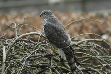 Spurvehøg (Accipiter nisus)