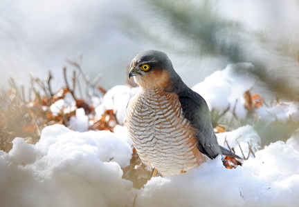 Spurvehøg (Accipiter nisus)