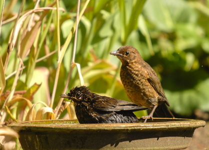 Solsort (Turdus merula)