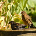 Solsort (Turdus merula)