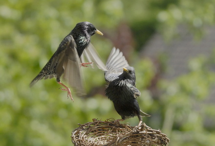 Stær (Sturnus vulgaris)
