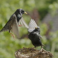 Stær (Sturnus vulgaris)