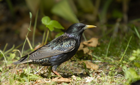Stær (Sturnus vulgaris)