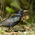 Stær (Sturnus vulgaris)