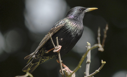 Stær (Sturnus vulgaris)