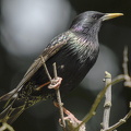 Stær (Sturnus vulgaris)