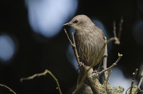 Stær (Sturnus vulgaris)