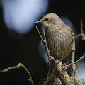 Stær (Sturnus vulgaris)