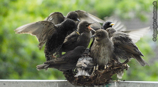 Stær (Sturnus vulgaris)