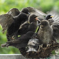 Stær (Sturnus vulgaris)