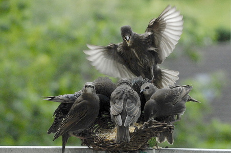 Stær (Sturnus vulgaris)