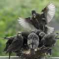 Stær (Sturnus vulgaris)