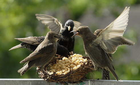 Stær (Sturnus vulgaris)