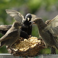 Stær (Sturnus vulgaris)