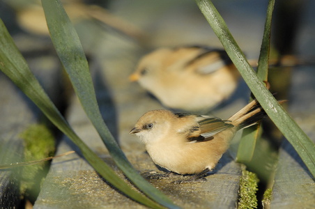  Skægmejse (Panurus biarmicus)