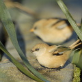  Skægmejse (Panurus biarmicus)