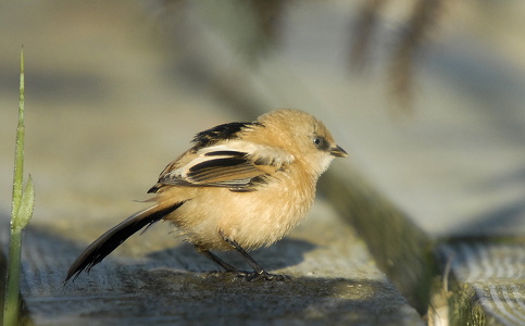  Skægmejse (Panurus biarmicus)
