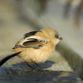  Skægmejse (Panurus biarmicus)