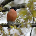 Dompap (Pyrrhula pyrrhula)