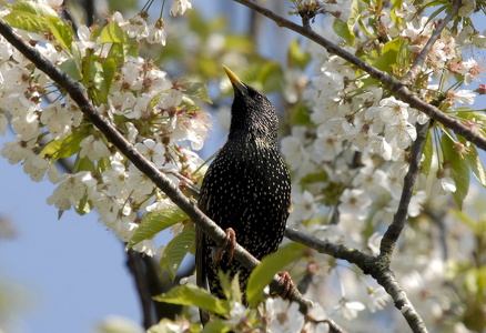 Stær (Sturnus vulgaris)