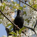Stær (Sturnus vulgaris)