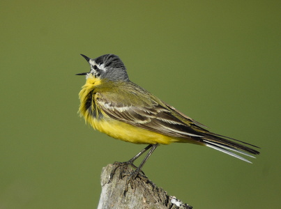Gul Vipstjert (Motacilla flava)