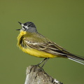 Gul Vipstjert (Motacilla flava)