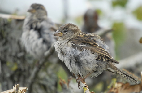 Gråspurv (Passer domesticus)