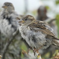 Gråspurv (Passer domesticus)