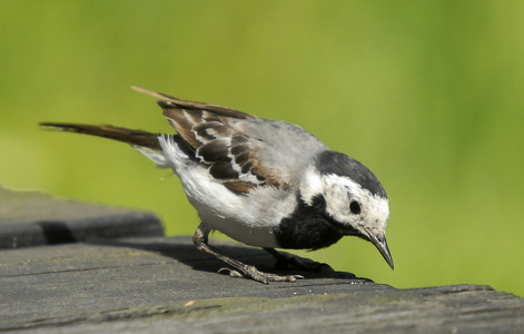  Hvid vipstjert (Motacilla alba)