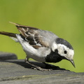  Hvid vipstjert (Motacilla alba)