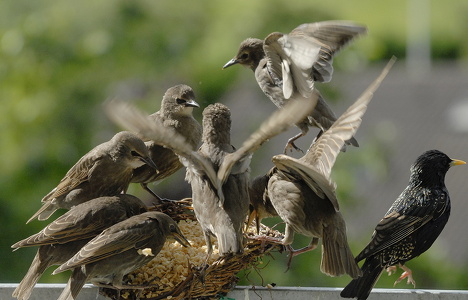 Stær (Sturnus vulgaris)