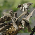 Stær (Sturnus vulgaris)