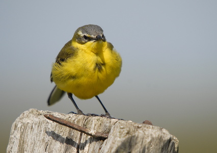 Gul Vipstjert (Motacilla flava)