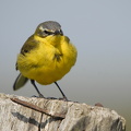 Gul Vipstjert (Motacilla flava)