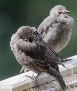 Stær (Sturnus vulgaris)