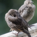 Stær (Sturnus vulgaris)