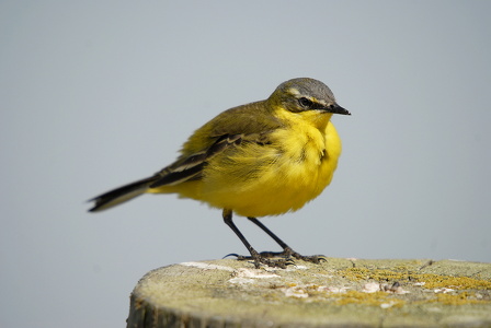 Gul Vipstjert (Motacilla flava)