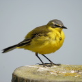 Gul Vipstjert (Motacilla flava)
